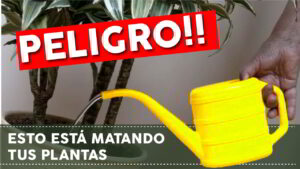 Cómo saber si estás regando demasiado tus plantas
