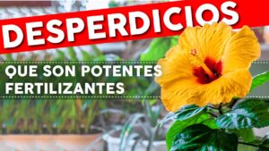 10 cosas que tiras a la basura pero que son excelentes fertilizantes