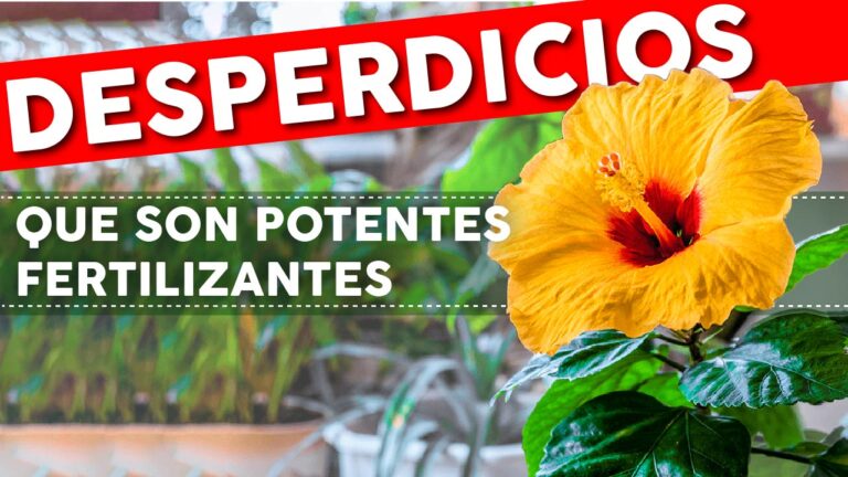 10 cosas que tiras a la basura pero que son excelentes fertilizantes