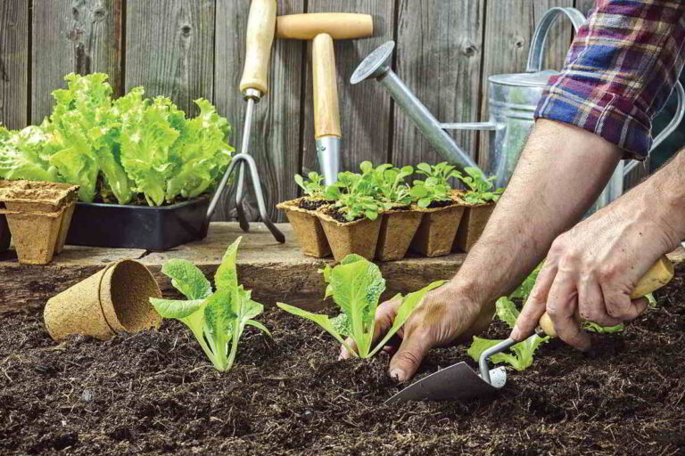 Comenzar un Huerto Urbano: 10 consejos más importantes para comenzar desde cero