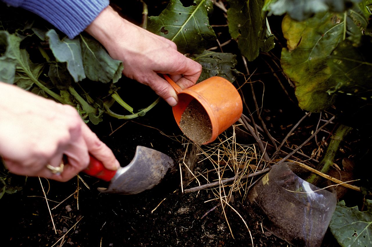 5 Fertilizantes ideales para el Verano para el Huerto y el Jardín