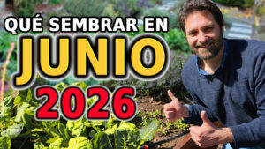 Qué sembrar en Junio – Calendario de tareas para el huerto y el jardin