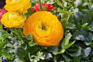 Qué bulbos se plantan en otoño
