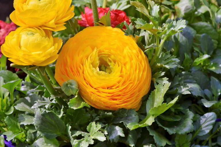 Qué bulbos se plantan en otoño
