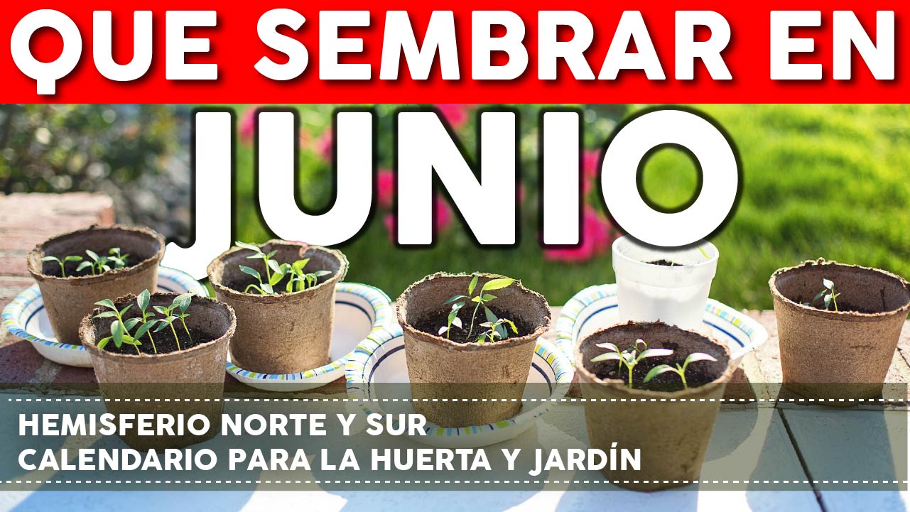 Qué sembrar en Junio – Calendario de tareas para el huerto y el jardin