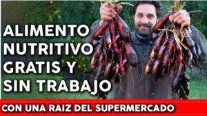 Cómo plantar boniato o batata