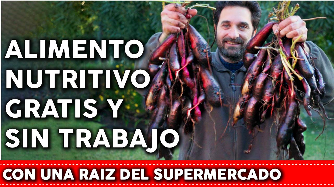 Cómo plantar boniato o batata