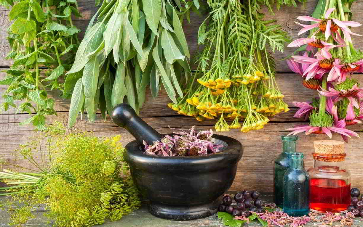 8 Plantas medicinales para tu huerta o jardín – Propiedades y Cómo utilizarlas