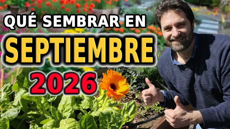 Qué sembrar en Septiembre – Calendario de tareas para el huerto y el jardín