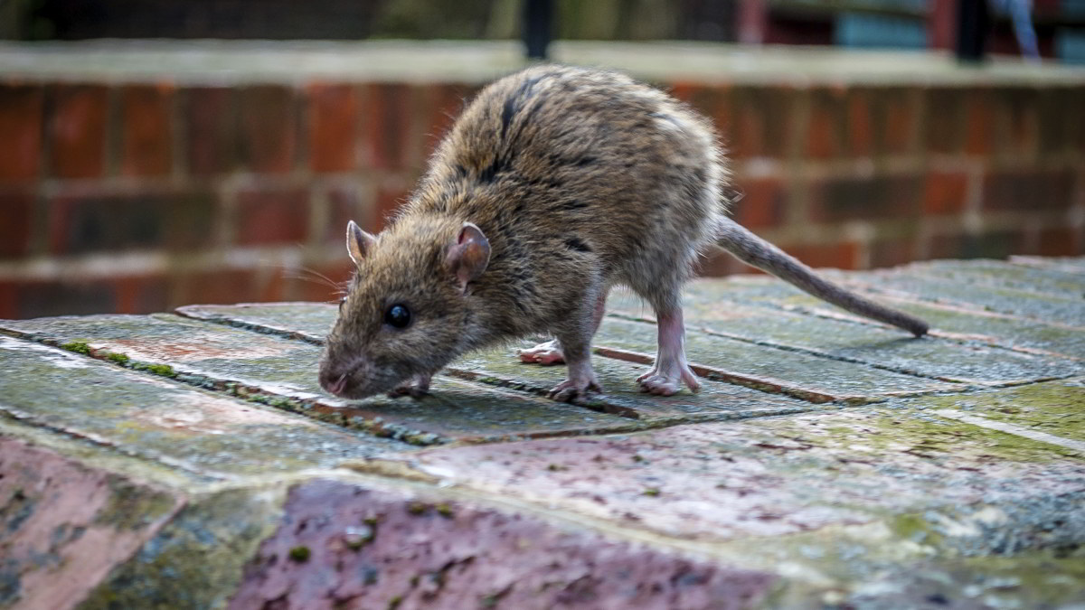 Cómo disuadir o deshacerse de las ratas en el jardín.