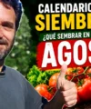 Qué sembrar en Agosto 2026- Calendario de tareas para el huerto y el jardín