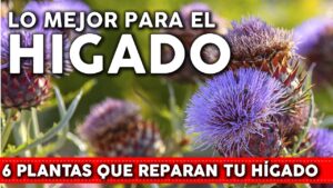 Plantas que curan el Hígado