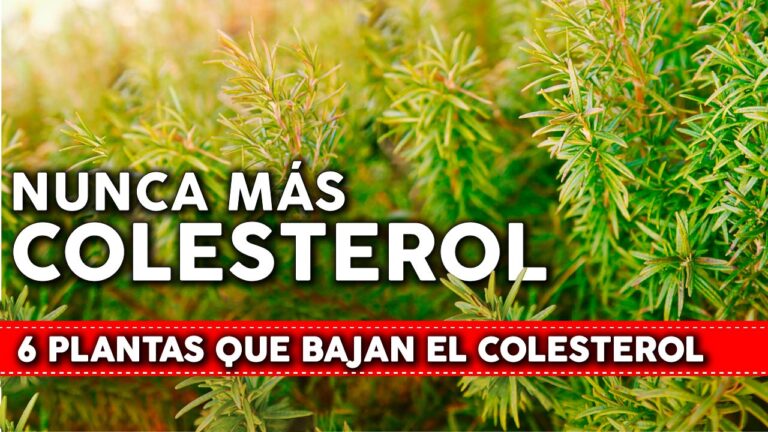 Plantas que curan el Colesterol