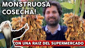 Cómo plantar cúrcuma en macetas o en el jardín
