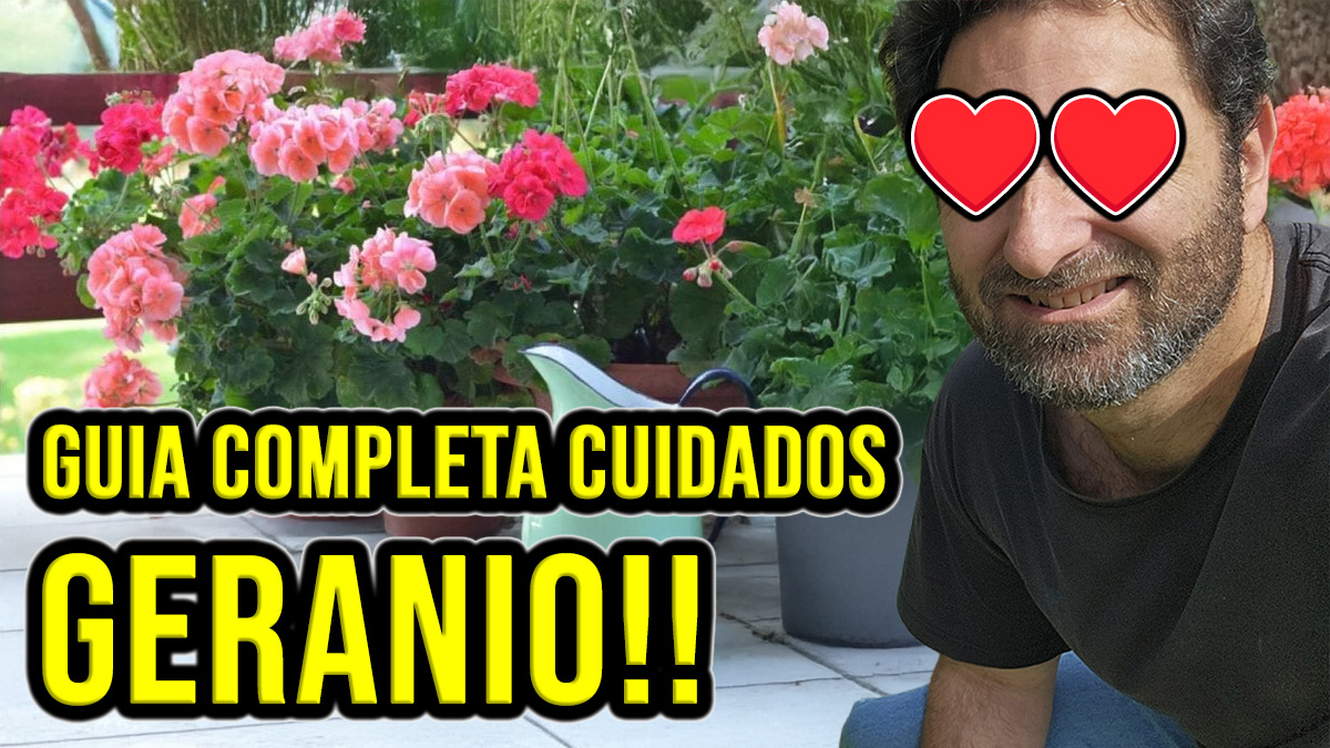 Los Geranios son plantas muy populares para plantar en canteros en el jardín y en interiores o en el exterior en macetas colgantes. Si puedes satisfacer sus necesidades, será muy fácil para ti cultivar geranios. #Plantas #Jardin #Jardineria #Huerto #Huertourbano #Cultivar