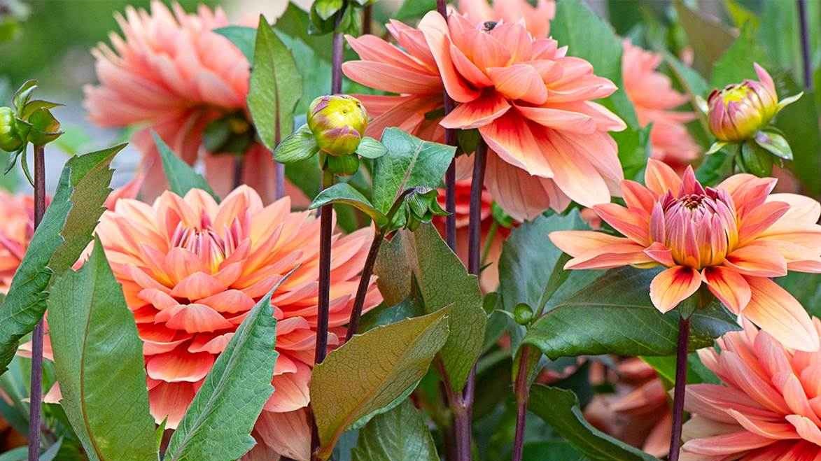 Las 7 mejores flores de Otoño para llenar de colores tu jardín