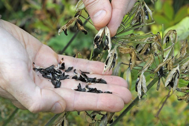 Cómo sembrar Agapanto desde semilla - Cosas del Jardin