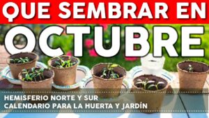 Qué sembrar en Octubre – Calendario de tareas para el huerto y el jardin