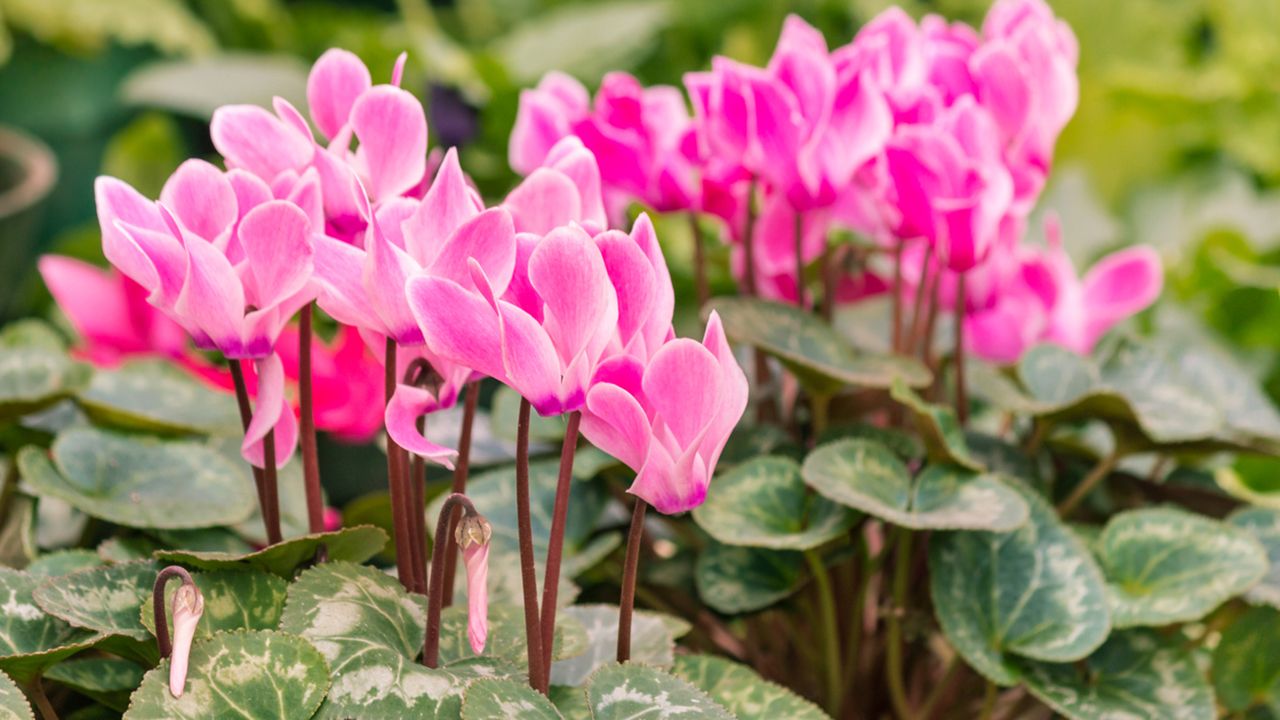 Cómo cuidar el Ciclamen o Violeta de los Alpes en Verano?