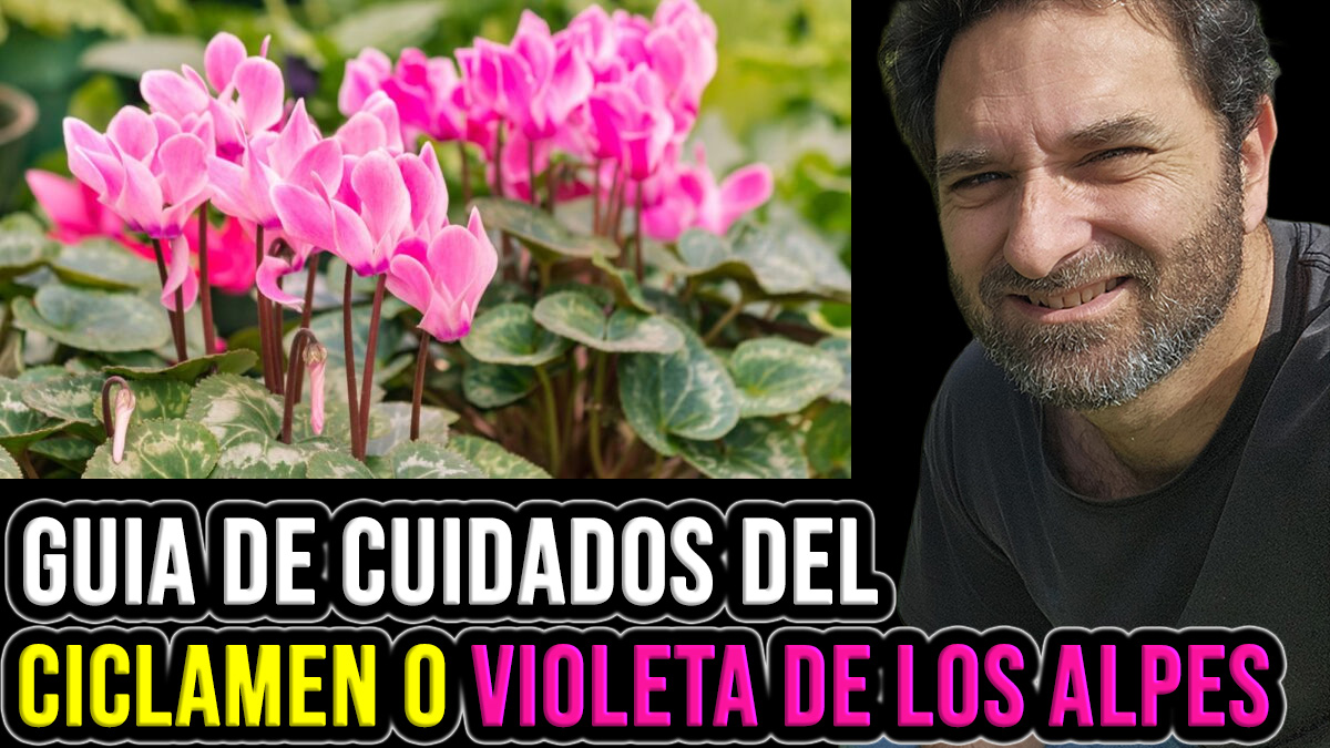 Cómo cuidar el Ciclamen o Violeta de los Alpes en Verano?