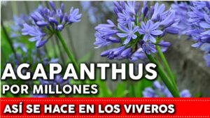 Cómo sembrar Agapanto desde semilla