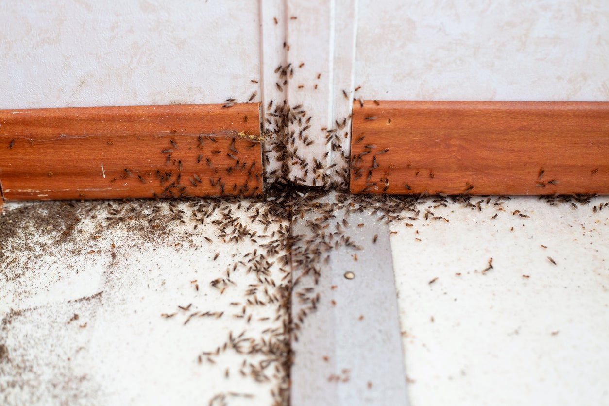 Problemas en casa con insectos de jardín
