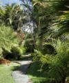 5 impresionantes palmeras para transformar tu jardin en un oasis tropical