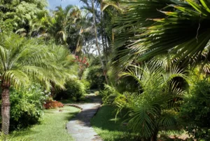 5 impresionantes palmeras para transformar tu jardin en un oasis tropical