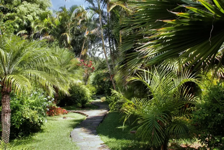 5 impresionantes palmeras para transformar tu jardin en un oasis tropical