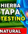 Esta hierba limpia el COLON y ayuda a aliviar el estreñimiento