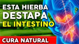 Esta hierba limpia el COLON y ayuda a aliviar el estreñimiento