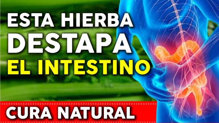 Esta hierba limpia el COLON y ayuda a aliviar el estreñimiento