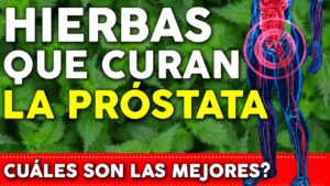 Estas Hierbas CURAN la PRÓSTATA – Reducen y Previenen enfermedades
