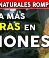 6 Hierbas que rompen las piedras en los riñones y 4 que las Expulsan