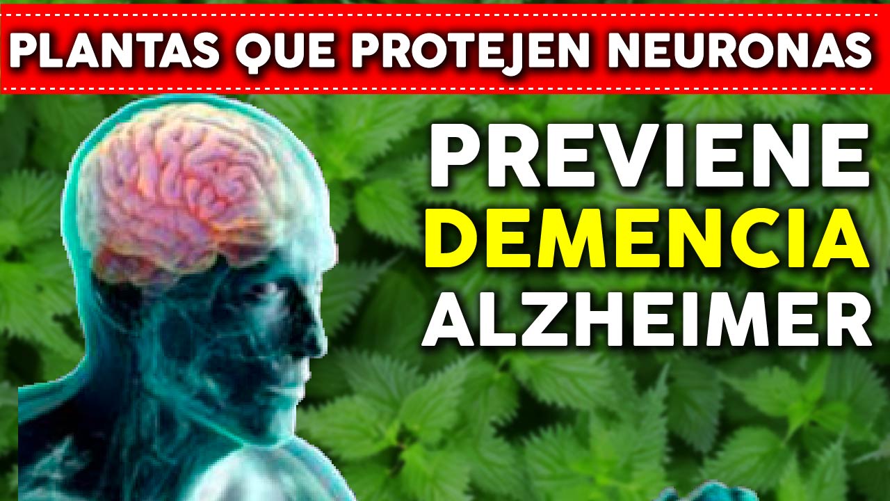 Estas PLANTAS Previenen Demencia y Alzheimer de forma natural