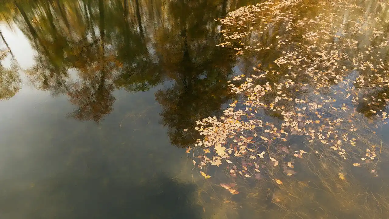 ¿Cuáles son las principales fuentes de contaminación del agua?