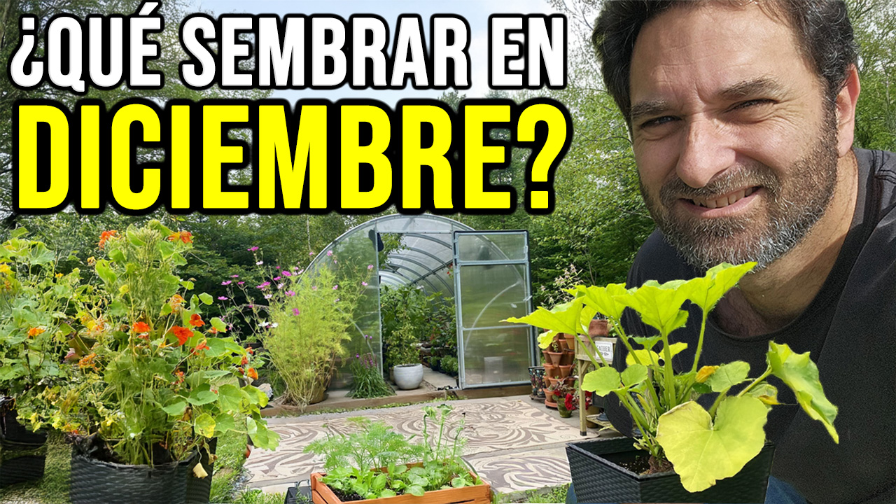 Qué sembrar en Diciembre – Calendario de tareas para el huerto y el jardín
