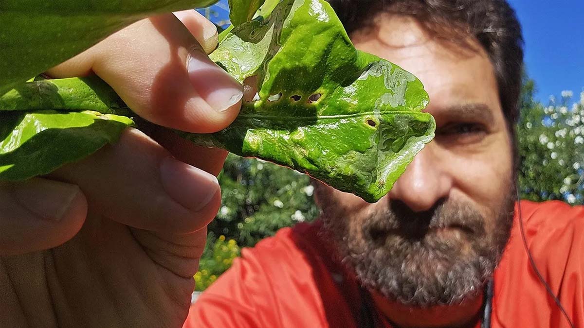 Cuando en los cítricos aparecen hojas arrugadas, tendrás que intervenir. Las hojas rizadas en las plantas de cítricos pueden indicar un problema importante de plagas o pueden indicar un problema ambiental. #limón #plantas #jardin #jardineria #huerto #huertourbano #cultivar