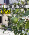 Tu Limonero No Florece? Esto Es lo Que la Ciencia Dice que Funciona