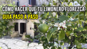 Tu Limonero No Florece? Esto Es lo Que la Ciencia Dice que Funciona