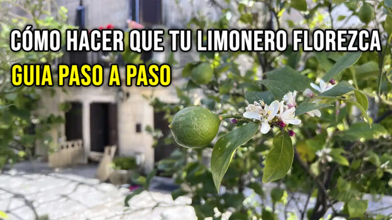 Tu Limonero No Florece? Esto Es lo Que la Ciencia Dice que Funciona