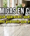 Hormigas en casa: por qué aparecen, qué hacer y cómo prevenir que vuelvan