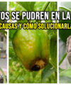 Por qué se pudren los pimientos en la planta: 4 causas y cómo solucionarlas