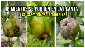 Por qué se pudren los pimientos en la planta: 4 causas y cómo solucionarlas