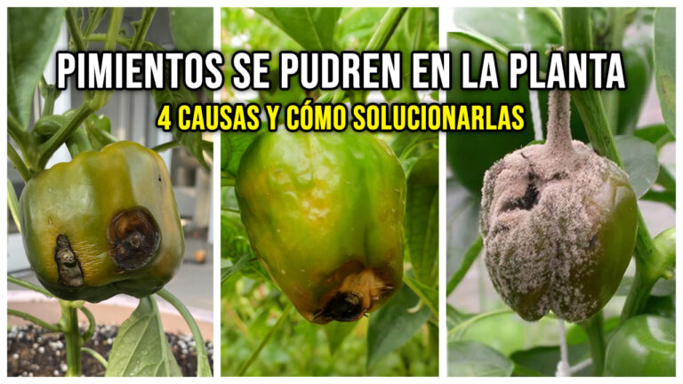 Por qué se pudren los pimientos en la planta: 4 causas y cómo solucionarlas