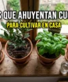 7 plantas con respaldo científico para ahuyentar cucarachas de tu casa
