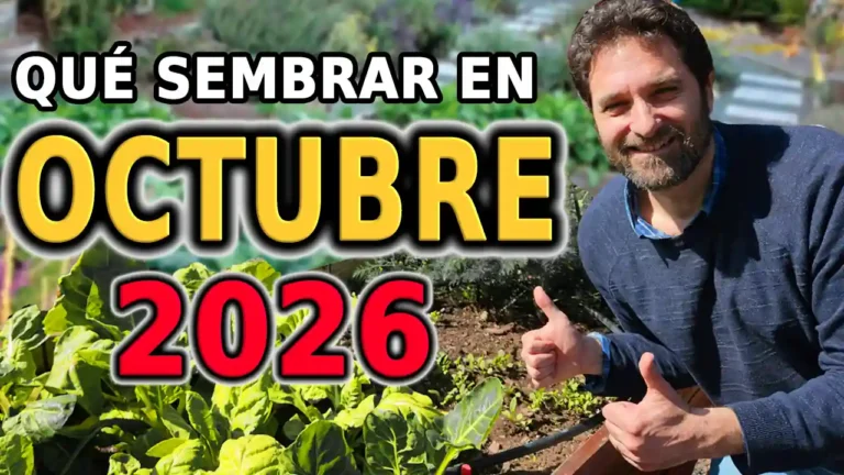 Qué sembrar en Octubre – Calendario de tareas para el huerto y el jardin
