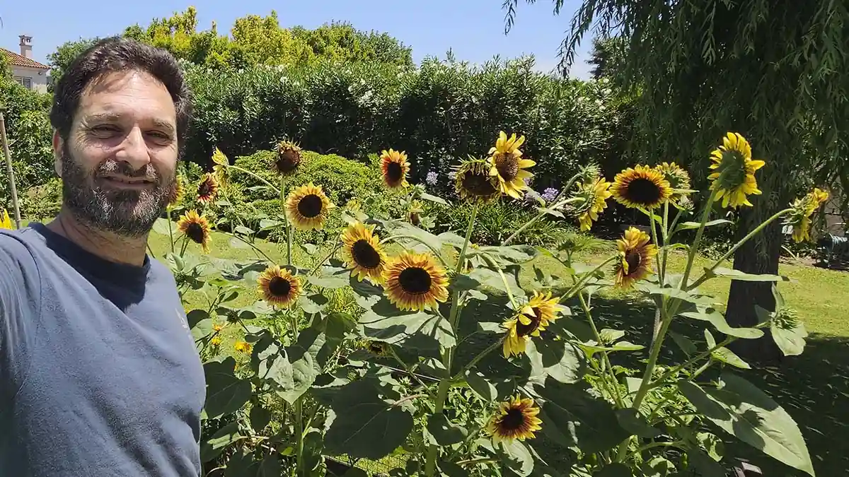 Girasoles en flor en la huerta